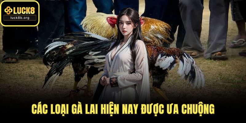 Các Loại Gà Lai Hiện Nay Được Ưa Chuộng