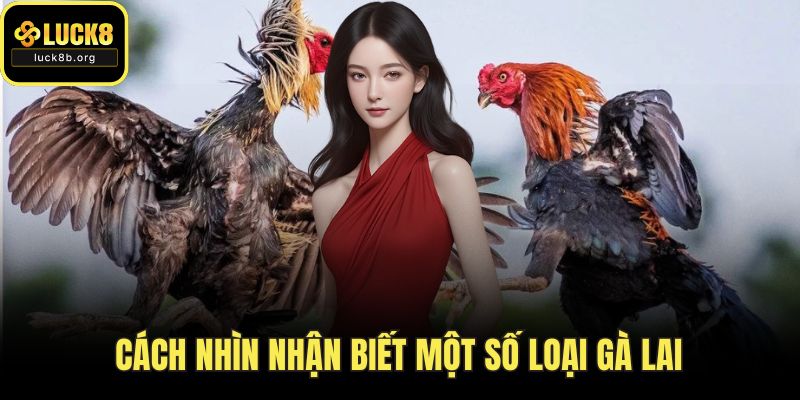 Cách nhìn nhận biết một số loại gà lai
