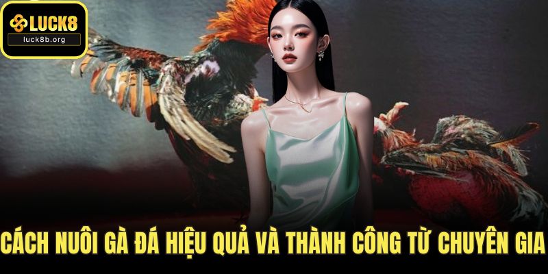 Cách Nuôi Gà Đá Hiệu Quả Và Thành Công Từ Chuyên Gia