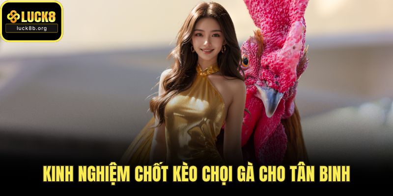 Kinh nghiệm chốt kèo chọi gà cho tân binh