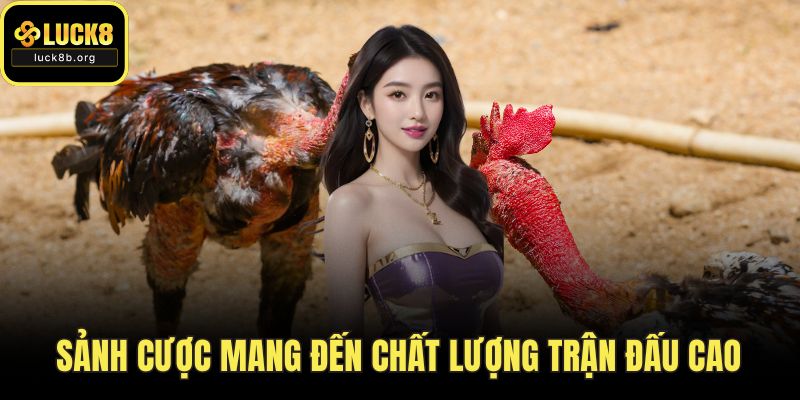 Sảnh cược mang đến chất lượng trận đấu cao