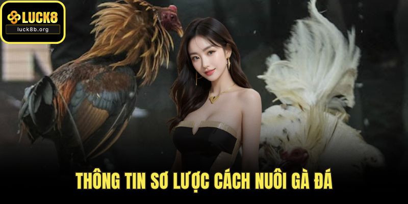 Thông tin sơ lược cách nuôi gà đá